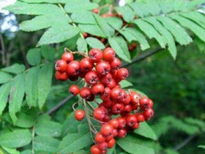 ��������ҩ�ü�ֵ �������Ĺ�Ч