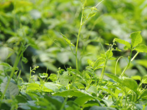 �ʹ����Ĺ�Ч������ �ʹ�����Ӫ����ֵ