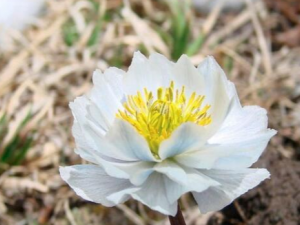 ѩ��������Щ��Ч ѩ����������Щ����