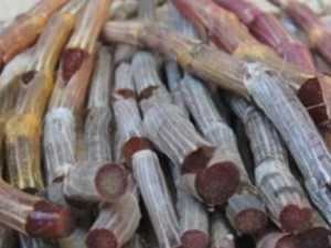 ��Ƥʯ������Щ��Ч ��Ƥʯ����ҩ�ü�ֵ