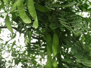 ����������Щ���� ��������ҩ�ü�ֵ