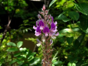 �ù�β�Ĺ�Ч������ �ù�β��ʳ�ý���