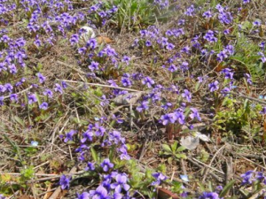 ��ͷ�ݵĹ�Ч������ ��ͷ�ݵ�ҩ�ü�ֵ