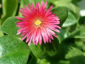 ����������Щ��Ч ������������