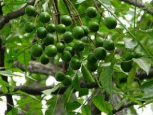 ����ӵ�ҩ������ ����ӵĹ�Ч����