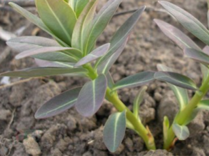 �Ƕ����ٴ�Ӧ�� �Ƕ����ܰͽ���