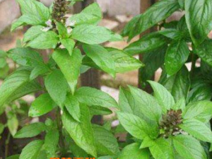 �𲻻�����Щ��Ч������