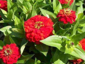 ��Щ�������ڼ�����