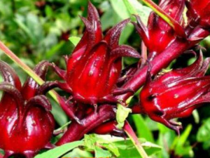 ���񻨵Ĺ�Ч�������� Ԥ���ϻ�