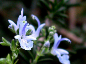 �Ե���Ĺ�Ч������