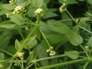 ��ݵĹ�Ч ��ҩ������Ѹص��÷�