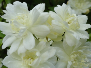 ʲô��ľ�㻨 ľ�㻨�����ƺ���ϵͳ����