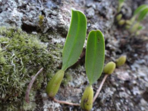 ����Ĺ�Ч������ ����������Ƚⶾ