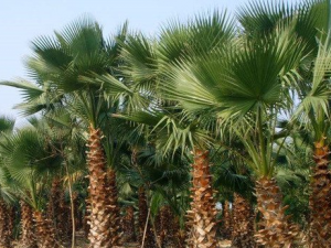 Ұ�ظ��Ĺ�Ч������ Ұ�ظ�����ֹѪ