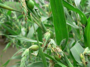 �����Ӹ��Ĺ�Ч������ �����Ӹ���������ֹʹ