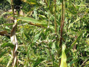 �����Ӹ��Ĺ�Ч������ �����Ӹ������峦��ŧ