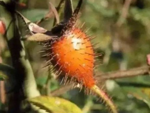 ��ӣ������Щ������