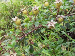 ��ô�ý�ӣ���ݾ� ��ӣ���ݾƵĲ���