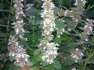 ��Ӹ������Щ��Ч������ Ԥ����������