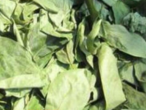 ����Ҷ��ˮ������ЩΣ��