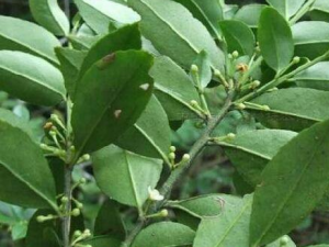 �ܵ���Ƥ�Ĺ�Ч������ �ܵ���Ƥ����ɱ��