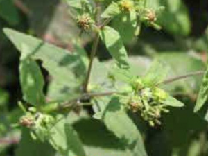 �gǩ�ݵĹ�Ч������ �gǩ�����Ʒ�θŻ��