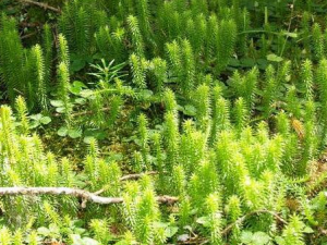 ʲô��ʯ�ɲ� ʯ�ɲݵĹ�Ч������