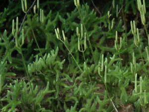 ʯ���ݾƵĹ�Ч������ ʯ���ݾ�Ԥ������ʹ��