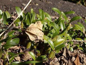 ��Ҷ����Ĺ�Ч������ ��Ҷ���������ͨ��