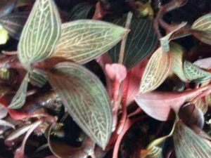 ʯ��ź�Ĺ�Ч������ ʯ��ź����Щʳ�÷���