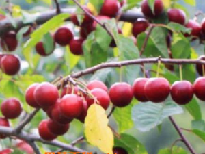 Ұ��÷�Ĺ�Ч������ Ұ��÷����ά����