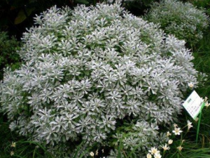 ܽ�ؾյĹ�Ч������ �������Ʒ�ʪ��ʹ