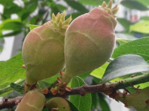 ��÷���ӵĹ�Ч������ ������������