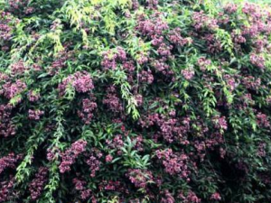 �Һ����Ĺ�Ч������ ������֭��ͨ