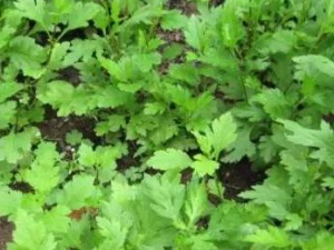 �ջ��ԵĽ��� �ջ�����ʲô���