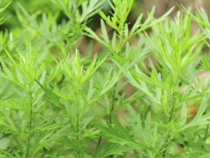 ��ĸ��ʲôʱ��� ��ĸ����ô�ԱȽϺ�