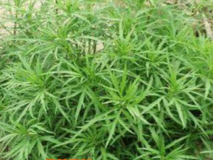 ޼������Щ��Ч �������������