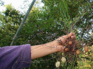 ʯ��Ƥ�Ĺ�Ч������ ʯ��Ƥ�����ην�˿�Ѫ