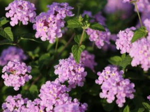 ��ӧ����ҩ�ü�ֵ ��ӧ�����ƽ��Ť��