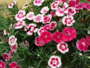 ⹣˿ʯĹЧ ⹣˿ʯ÷