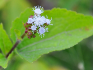 ��������Щ��Ч ���ݵ�����