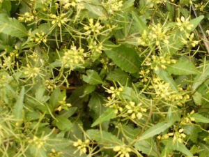 �G������Щ��Ч �G�˵Ĺ�Ч����