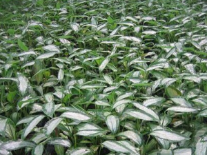 ��������Ĺ�Ч������ ����������÷�����