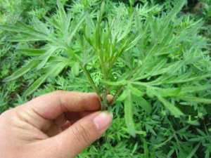 ��Ҷ����Щ������Ч