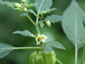 �ص����ݵĹ�Ч������ �ص��������ֹ��