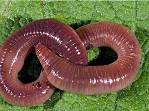 ���ˮ�������빦Ч �ٽ����Ӳ���