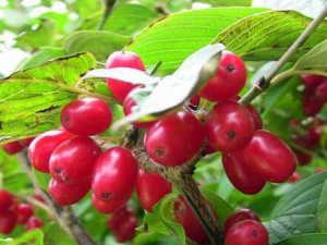 ɽ��������Щ������