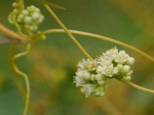 ����˿�ӵĹ�Ч������ ����˿�ӿ����ӻ�˥��