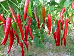 ��Щ�˲��ܳ����� ����������Щ�ô�