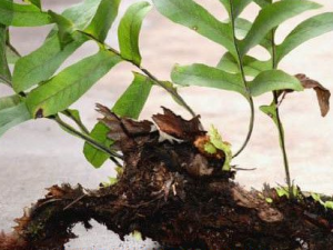 ë���ݾƵĹ�Ч������ �������Ƶ�������